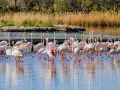Un troupeau de flamants roses se tient dans l'eau peu profonde, un spectacle magnifique à visiter en Camargue.