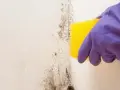 Ręka w fioletowej rękawiczce czyści gąbką ścianę z ciemnej pleśni.
