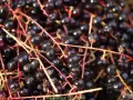 Kiedy zbierać czeremchę na nalewkę? Poznaj idealny termin