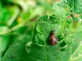 Lumaca su foglia bucherellata, un esempio di come eliminare le lumache dall'orto.