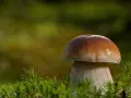 Kiedy sezon na maslaki? Odkryj najlepszy czas na grzyby w lesie