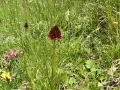 Un solitario fiore di negritella spicca tra l'erba alta, con i suoi petali rosso scuro che catturano lo sguardo.