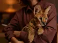 Uroczy kotek rasy savannah, którego cena może być wysoka, w ramionach osoby.