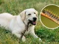 Un perro labrador juega con un palo mientras una oruga peluda se arrastra por una rama.