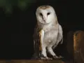 Sowa płomykówka, z białym, sercowatym obliczem, siedzi na drewnianym płocie. Jej pióra mienią się w półmroku, jakby tworzyły własne, cenne **tyto alba**.