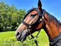 Un cheval brun porte une cagoule anti-mouches, un remède de grand-mère contre les mouches, dans un pré verdoyant sous un ciel bleu.