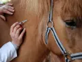 Un vétérinaire administre une injection à un cheval, peut-être pour prévenir un coup de sang.