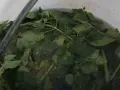 Foglie verdi di ortica immerse in acqua, pronte per diventare un macerato nutriente per le piante.