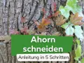Junge Ahorn-Triebe mit roten und grünen Blättern wachsen an einer Baumrinde. Text: "Ahorn schneiden, Anleitung in 5 Schritten".