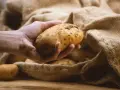 Hand holds a potato, ready to store them in a burlap sack.