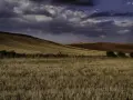 Paisaje de campos dorados y tierra rojiza bajo un cielo nublado. Se intuye un robledal de Corpes en la distancia.