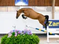 Un magnifique cheval bai saute par-dessus un obstacle fleuri, le nom "Zandor Z" est visible en arrière-plan.