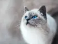 Piękny kot syjamski z niebieskimi oczami, zastanawiający się, ile kot ma żyć, by cieszyć się każdym dniem.