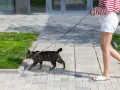 Zwinny kot na smyczy spaceruje po chodniku obok trawnika.