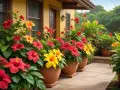 En rad krukor med färgglad hibiskus utomhus i Sverige, som skapar en tropisk känsla vid ett gult hus.