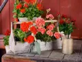 Piękne pelargonie w skrzynce, obok narzędzia ogrodnicze. Brak oznak chorób pelargonii, tylko zdrowy, bujny wzrost.
