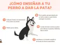 Ilustración de un perro husky aprendiendo a dar la pata, con pasos numerados. ¡Descubre trucos para enseñar a tu perro!