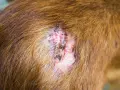 Lesión cutánea en un perro, posiblemente por sarna. La piel está enrojecida, con costras y pérdida de pelo.