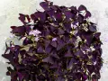 Un exuberante **trébol morado** con delicadas flores lilas sobre un fondo texturizado.