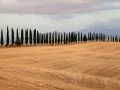 Iconici cipressi di San Quirico d'Orcia si stagliano su un campo dorato, creando un paesaggio toscano da cartolina.