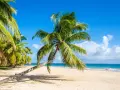 Idealna pogoda na Madagaskarze: piaszczysta plaża, palmy i błękitne niebo.