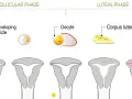Cykl menstruacyjny: faza lutealna kiedy ciałko żółte przygotowuje macicę na ciążę.