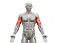 Anatomia mięśni ramion z uwydatnionym bicepsem. Zastanawiasz się, ile serii na biceps wykonać?