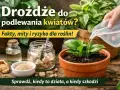 Nawóz z drożdży do kwiatów? Na zdjęciu widać słoik z drożdżami, buteleczkę z płynem i młodą roślinę w doniczce, którą podlewa ręka.