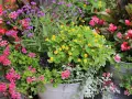 En blomsterprakt med lila verbena sorter, rosa pelargoner och gula blommor i en zinkhink.