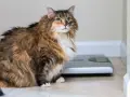 Puszysty maine coon najwiekszy kot, siedzi obok wagi.