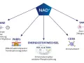 NAD+ beeinflusst Sirtuine, PARPs, Energiestoffwechsel, SARM1 und CD38. Die Wirkung von NAD+ ist vielfältig.