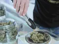 Persona toma cogollos de cannabis con pinzas para pesarlos. Descubre los fumar cbd beneficios.