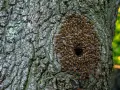 Un enjambre de abejas se agrupa alrededor de un agujero en la corteza de un árbol, mostrando dónde viven las abejas en su colmena natural.