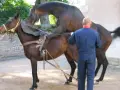 Un homme en combinaison bleue supervise un cheval entier, selle sur le dos, prêt pour une monte.