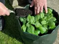 Hände fügen Erde zu einem Pflanzsack Kartoffeln hinzu, der bereits grüne Triebe zeigt.