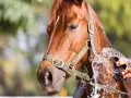 Un cheval brun est arrosé pour éviter le coup de chaleur. L'eau éclabousse son flanc pendant qu'une main le brosse.