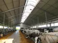 Nowoczesna obora z rzędami krów przy karmidle. Jasne, przestronne wnętrze z dachem z świetlikami.