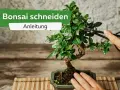Eine Hand hält eine Schere, um einen Bonsai zu schneiden. Die Anleitung zeigt, wie man die kleinen Bäume formt.