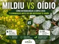 Comparativa visual de mildiu y oídio hongo en hojas. El mildiu causa manchas amarillas y aspecto algodonoso, mientras que el oídio deja un polvillo blanco.