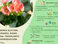 Begonia elatior con flores rosadas, cuidados: semisombra, riego, poda y reproducción por esquejes.