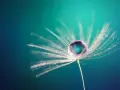 Goutte d'eau sur un pissenlit, une œuvre de macrophotographie artistique.