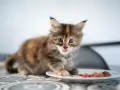 Osierocony kotek: Karmienie i opieka krok po kroku. Uratuj malucha!