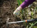Mano guantata che lavora la terra con una zappa, pronta a sarchiare il terreno per far crescere le piante.