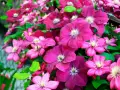En frodig klätterväxt med många blommor i olika nyanser av rosa och lila. Vackra klematis sorter som blommar rikligt.