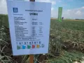 Jakie nawozy pod cebule dymke zapewnią zdrowy wzrost i plony?