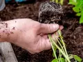Dłoń trzyma sadzonkę pomidora z bryłą korzeniową, gotową do posadzenia w szklarni.
