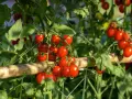 A vine laden with ripe cherry tomatoes, with clusters showing how many tomatoes per plant.