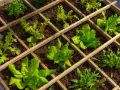 Un orto in giardino ben organizzato con lattughe e rucola in aiuole quadrettate di legno.