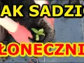 Jak sadzić słonecznik: kluczowe błędy do uniknięcia i najlepsze praktyki