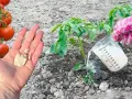 Nawóz z drożdży do jakich warzyw? Odkryj tajemnice skutecznego nawożenia
